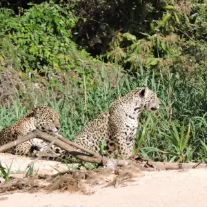 Explore Northern Pantanal & Jaguar Safari for 5 days with ETours Brazil DMC and discover unforgettable experiences - Photo 10