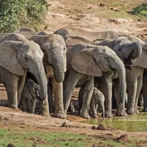 Explore Garden Route & Addo Group Adventure - 6 Days for 6 days with Earthstompers Adventures and discover unforgettable experiences - Photo 4