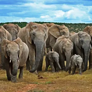 Explore 5-Day Group Garden Route & Addo Adventure Tour (one-way) for 5 days with Earthstompers Adventures and discover unforgettable experiences - Photo 11