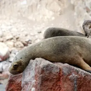 Explore CULINARY JOURNEY THROUGH THE ANDES - Delicacies of Peru and Bolivia for 18 days with EUROLATINO Tour Operators and discover unforgettable experiences - Photo 7