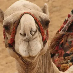 Explore SECRETS OF EGYPT for 8 days with EUROLATINO Tour Operators and discover unforgettable experiences - Photo 11