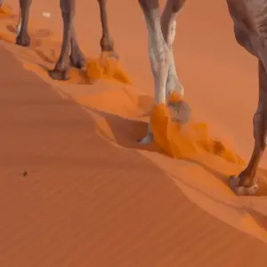 Explore Sahara Trek Morocco 8 Days for 8 days with Easygo Tours and discover unforgettable experiences - Photo 3