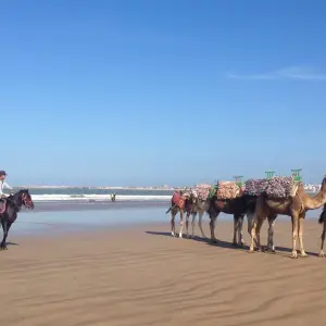 Explore Morocco Express 6 Days and 5 Nights for 6 days with Easygo Tours and discover unforgettable experiences - Photo 4