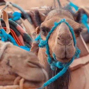 Explore Marrakech Sahara and Gorges 4 Days for 4 days with Easygo Tours and discover unforgettable experiences - Photo 5