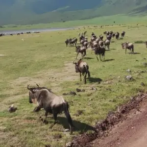 Explore Budgeted Safari for 5 days with Eatl Tour and Safari Group  and discover unforgettable experiences - Photo 4