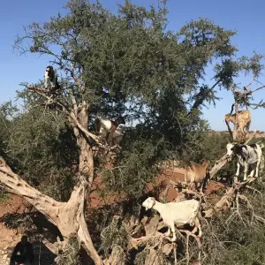 Explore Morocco Express 6 Days and 5 Nights for 6 days with Easygo Tours and discover unforgettable experiences - Photo 7