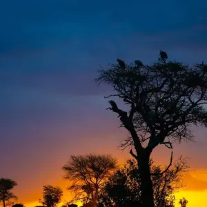 Explore 12-Day The Best Taste of Wildlife Culture and Beach for 12 days with Eatl Tour and Safari Group  and discover unforgettable experiences - Photo 5