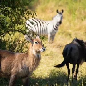 Explore 12-Day The Best Taste of Wildlife Culture and Beach for 12 days with Eatl Tour and Safari Group  and discover unforgettable experiences - Photo 6