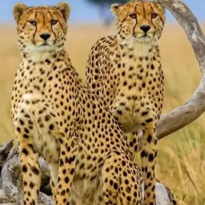 Explore 7-Day Calving Season and Great Migration Safari for 7 days with Eatl Tour and Safari Group  and discover unforgettable experiences - Photo 7