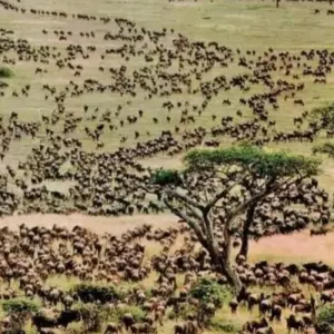 Explore Serengeti & Ngorongoro Crater – 3 Days & 2 Nights -Private Luxury for 3 days with Eatl Tour and Safari Group  and discover unforgettable experiences - Photo 3