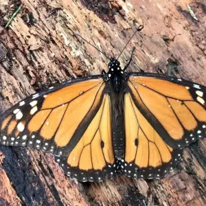 Explore Monarch Butterfly Tour in Mexico for 7 days with Eco Travel Mexico and discover unforgettable experiences - Photo 2