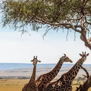 Explore 6-Day The Endless Adventure in Wildlife for 6 days with Eatl Tour and Safari Group  and discover unforgettable experiences - Photo 4