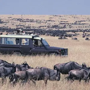 Explore Great Migration and Mara River Crossing Offer for 4 days with Eatl Tour and Safari Group  and discover unforgettable experiences - Photo 6