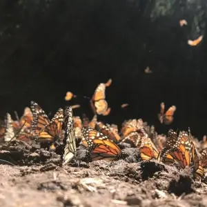 Explore Monarch Butterfly Tour in Mexico for 7 days with Eco Travel Mexico and discover unforgettable experiences - Photo 5