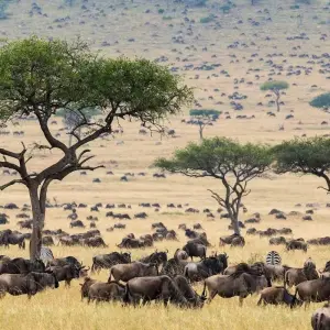 Explore 3 Days Masai Mara Game Reserve Kenya Safari for 3 days with Eatl Tour and Safari Group  and discover unforgettable experiences - Photo 6