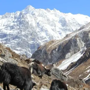 Explore Langtang Trek -11 Days for 11 days with Eco Holidays Nepal and discover unforgettable experiences - Photo 3