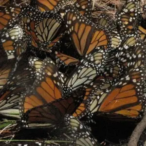 Explore Monarch Butterfly Tour in Mexico for 7 days with Eco Travel Mexico and discover unforgettable experiences - Photo 9