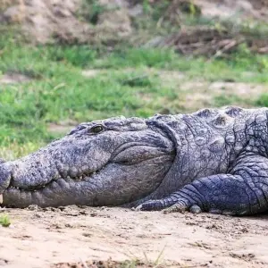 Explore Chitwan National Park - 3  Days for 3 days with Eco Holidays Nepal and discover unforgettable experiences - Photo 5