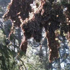 Explore Monarch Butterfly Tour in Mexico for 7 days with Eco Travel Mexico and discover unforgettable experiences - Photo 10