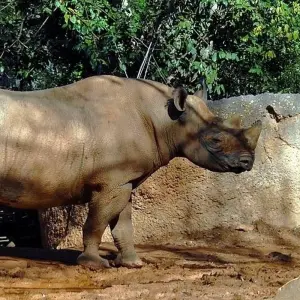 Explore Chitwan National Park - 3  Days for 3 days with Eco Holidays Nepal and discover unforgettable experiences - Photo 6