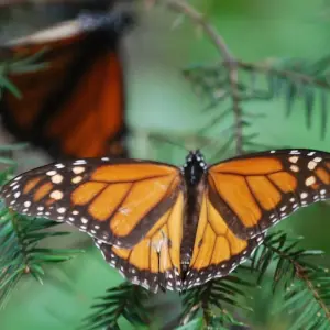 Explore Monarch Butterfly Tour in Mexico for 7 days with Eco Travel Mexico and discover unforgettable experiences - Photo 11