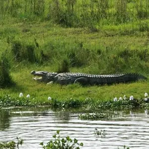 Explore Chitwan National Park - 3  Days for 3 days with Eco Holidays Nepal and discover unforgettable experiences - Photo 7
