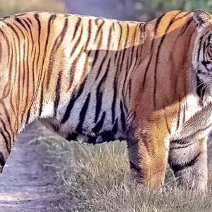 Explore Chitwan National Park - 3  Days for 3 days with Eco Holidays Nepal and discover unforgettable experiences - Photo 8