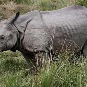 Explore Chitwan National Park - 3  Days for 3 days with Eco Holidays Nepal and discover unforgettable experiences - Photo 9