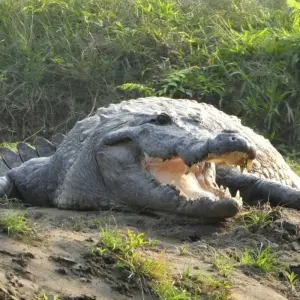 Explore Chitwan National Park - 3  Days for 3 days with Eco Holidays Nepal and discover unforgettable experiences - Photo 10