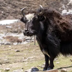 Explore Tilicho Lake Trekking-18 Days for 17 days with Eco Holidays Nepal and discover unforgettable experiences - Photo 5