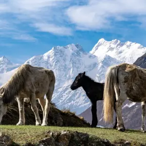 Explore Manaslu Circuit Trekking -16 Days for 16 days with Eco Holidays Nepal and discover unforgettable experiences - Photo 3