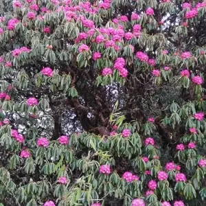 Explore Annapurna View Trek 9 Days for 9 days with Eco Holidays Nepal and discover unforgettable experiences - Photo 4