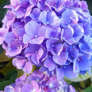 Explore Azores Tours for 4 days with EcoTrilha Portugal Tours and discover unforgettable experiences - Photo 6