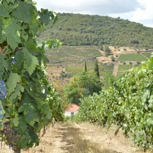 Explore 7-Day Small-Group Portugal Tours with Douro Valley for 7 days with EcoTrilha Portugal Tours and discover unforgettable experiences - Photo 5