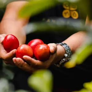 Explore Panama's Best: The Canal, Coffee, and Cloud Forest Escape for 7 days with EcoCircuitos Panama and discover unforgettable experiences - Photo 3