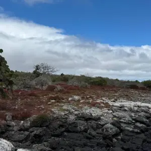 Explore Discovering the Enchanting Galapagos Islands for 4 days with Ecuador Wonders and discover unforgettable experiences - Photo 2