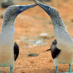 Explore Explore the wonders of Galapagos in this 5-day tour for 5 days with Ecuador Wonders and discover unforgettable experiences - Photo 3