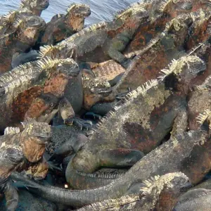 Explore Discovering the Enchanting Galapagos Islands for 4 days with Ecuador Wonders and discover unforgettable experiences - Photo 5