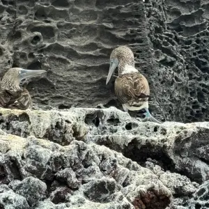 Explore Discovering the Enchanting Galapagos Islands for 4 days with Ecuador Wonders and discover unforgettable experiences - Photo 7