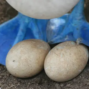 Explore Explore the wonders of Galapagos in this 5-day tour for 5 days with Ecuador Wonders and discover unforgettable experiences - Photo 7