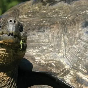 Explore Discovering the Enchanting Galapagos Islands for 4 days with Ecuador Wonders and discover unforgettable experiences - Photo 8
