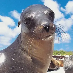 Explore Explore the wonders of Galapagos in this 5-day tour for 5 days with Ecuador Wonders and discover unforgettable experiences - Photo 8