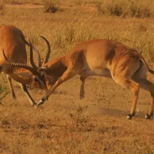 Explore 4 Day Gorilla Trekking in Uganda starting and ending in Rwanda. for 4 days with Egypt Skyway Tours and discover unforgettable experiences - Photo 3