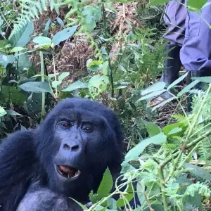 Explore 4 Day Gorilla Trekking in Uganda starting and ending in Rwanda. for 4 days with Egypt Skyway Tours and discover unforgettable experiences - Photo 5