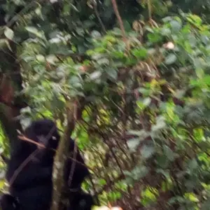 Explore 4 Day Gorilla Trekking in Uganda starting and ending in Rwanda. for 4 days with Egypt Skyway Tours and discover unforgettable experiences - Photo 6