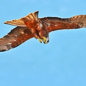 Explore 4 Day Gorilla Trekking in Uganda starting and ending in Rwanda. for 4 days with Egypt Skyway Tours and discover unforgettable experiences - Photo 7