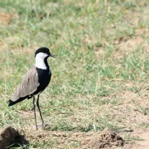 Explore 4 Day Gorilla Trekking in Uganda starting and ending in Rwanda. for 4 days with Egypt Skyway Tours and discover unforgettable experiences - Photo 8