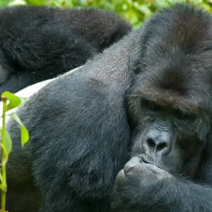 Explore 4 Day Gorilla Trekking in Uganda starting and ending in Rwanda. for 4 days with Egypt Skyway Tours and discover unforgettable experiences - Photo 10