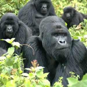 Explore 4 Day Gorilla Trekking in Uganda starting and ending in Rwanda. for 4 days with Egypt Skyway Tours and discover unforgettable experiences - Photo 11