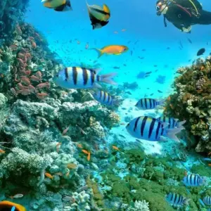 Explore Sharm El Sheikh: Intro-Diving at Ras Mohamed & White Island for 1 days with Egypt Tour Pro  and discover unforgettable experiences - Photo 3
